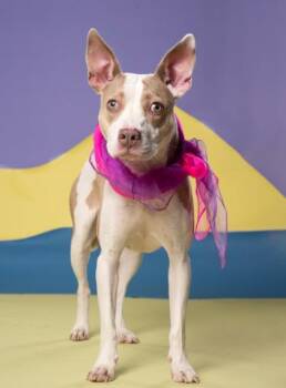 Tazzy -  Mixed Breed Dog for Adoption in Atlanta, Georgia - Tazzy | PetCurious