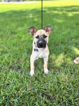 Marla -  Shepherd and Mixed Breed Dog for Adoption in Aiken, South Carolina - Marla | PetCurious