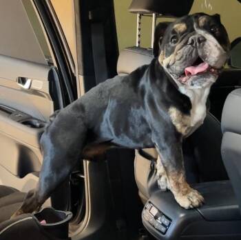 Rescue English Bulldog Dogs for Adoption in Gilbert, Arizona - Frankie | PetCurious