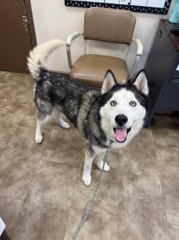 Waffles -  Mixed Breed Dog for Adoption in Springfield, Ohio - Waffles | PetCurious