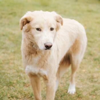Rescue Smooth Collie Dogs for Adoption in Northbrook, Illinois - Dumpling | PetCurious