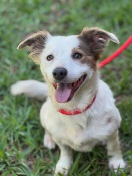 Spaniel Dogs Available for Adoption in Houston, Texas - Penny | PetCurious