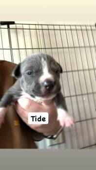 American Staffordshire Terrier Dogs Available for Adoption in San Diego, California - Ocean