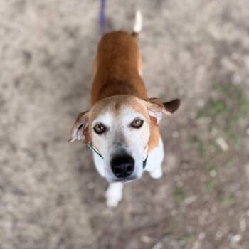 Hound and Mixed Breed Dogs Available for Adoption in Durham, North Carolina - Henry | PetCurious