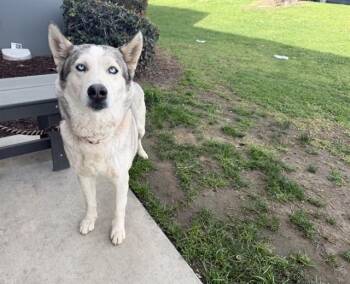 Siberian Husky Dogs Available for Adoption - DIANA | PetCurious