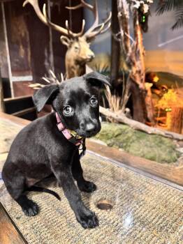 Fish Litter  - Shiner - Located in FL -  Belgian Shepherd Malinois Dog for Adoption in Imlay City, Michigan - Fish Litter  - Shiner - Located In FL | PetCurious