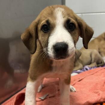 Buttercup -  Mixed Breed Dog for Adoption - Buttercup | PetCurious