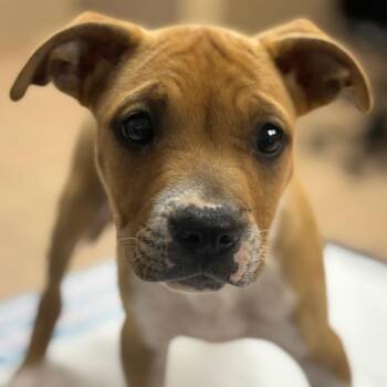 Pit Bull Terrier Dogs Available for Adoption in Birmingham, Alabama - Thelma | PetCurious