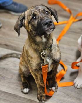 Shepherd Dogs Available for Adoption in Broken Arrow, Oklahoma - Dutch | PetCurious