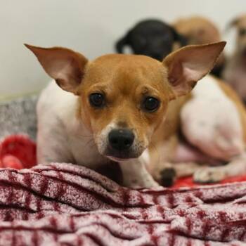 Rescue Chihuahua Dogs for Adoption in San Antonio, Texas - MIA | PetCurious
