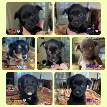 Puppies -  Australian Shepherd and Labrador Retriever Dog for Adoption in Marseilles, Illinois - Puppies | PetCurious