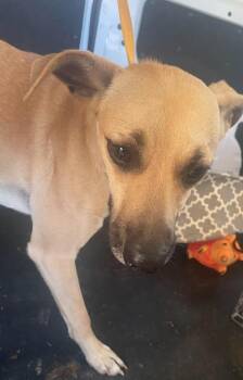 Terrier Dogs Available for Adoption - Chaos | PetCurious