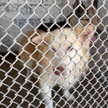 Australian Shepherd Dogs Available for Adoption in Edinburg, Texas - Peanut Butter | PetCurious