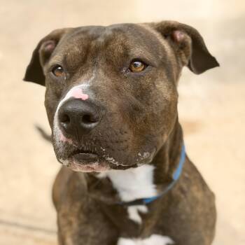 Ares -  Pit Bull Terrier Dog for Adoption in Stafford Township, New Jersey - Ares | PetCurious