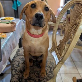Layla -  Black Mouth Cur and Labrador Retriever Dog for Adoption in Harlingen, Texas - Layla | PetCurious