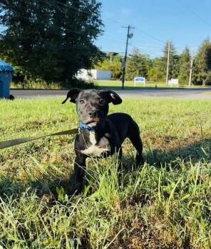 Rescue Mixed Breed Dogs for Adoption in Milton, Delaware - Steve | PetCurious