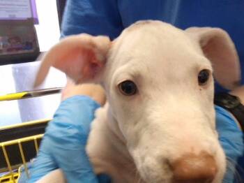 SALSBERRY STEAK -  Pit Bull Terrier and Mixed Breed Dog for Adoption in Tulsa, Oklahoma - SALSBERRY STEAK | PetCurious