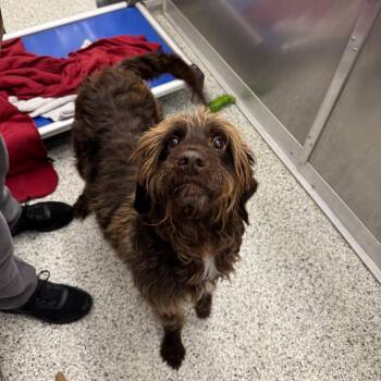 Poodle and Mixed Breed Dogs Available for Adoption - Billie Jean | PetCurious