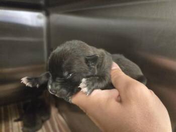 Rescue American Staffordshire Terrier and Mixed Breed Dogs for Adoption in Houston, Texas - A643094 | PetCurious