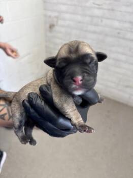 EUDORA -  Pit Bull Terrier and Mixed Breed Dog for Adoption in San Bernardino, California - EUDORA | PetCurious