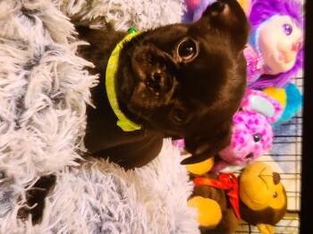 Rescue Pug and Terrier Dogs for Adoption in Murphys, California - Jack | PetCurious