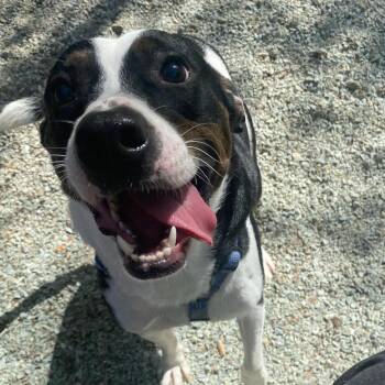 Buddie -  Mixed Breed Dog for Adoption in Durham, North Carolina - Buddie | PetCurious