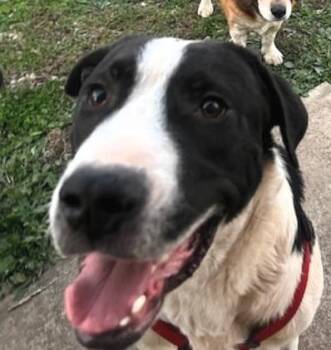 Rescue Great Dane and Border Collie Dogs for Adoption in Paris, Kentucky - Broadway | PetCurious