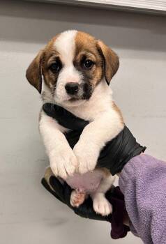 Bernese Mountain Dog and Beagle Dogs Available for Adoption in Morton Grove, Illinois - Fiorello | PetCurious