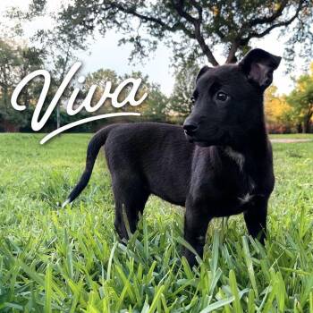 Viva P46588 -  Mixed Breed Dog for Adoption in Corsicana, Texas - Viva P46588 | PetCurious