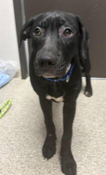 Cleopatra -  Cane Corso and Pit Bull Terrier Dog for Adoption in Vancouver, Washington - Cleopatra | PetCurious