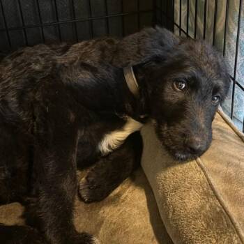 Standard Poodle and Border Collie Dogs Available for Adoption in Moses Lake, Washington - Bramble | PetCurious