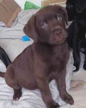 Chris Kirpatrick -  Labrador Retriever Dog for Adoption in Vancouver, Washington - Chris Kirpatrick | PetCurious
