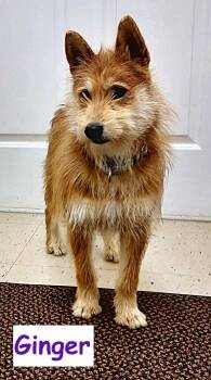Ginger -  Shiba Inu Dog for Adoption in Falls Creek, Pennsylvania - Ginger | PetCurious