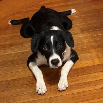 Border Collie and Labrador Retriever Dogs Available for Adoption in Eastford, Connecticut - CT Rigatoni (Courtesy Post In Stamford) | PetCurious