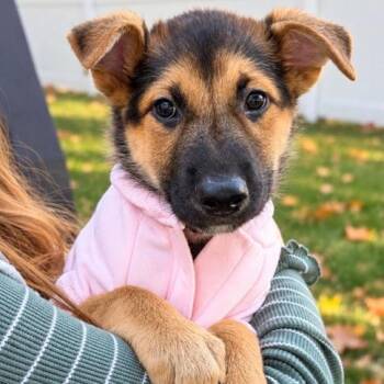 Ring Pop -  Mixed Breed Dog for Adoption in Buffalo, Minnesota - Ring Pop | PetCurious