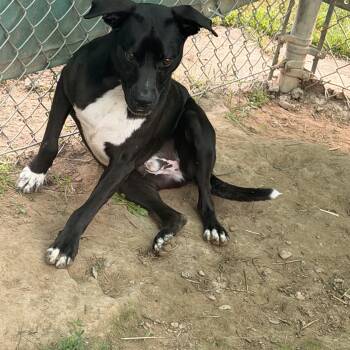 Wally -  Pit Bull Terrier Dog for Adoption in Salem, Ohio - Wally | PetCurious