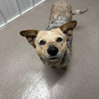 Australian Cattle Dog Blue Heeler Dogs Available for Adoption in Weldon, Illinois - Emerald | PetCurious