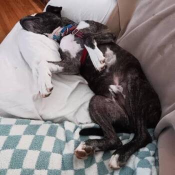Jambar - IN FOSTER -  Mixed Breed Dog for Adoption in Chamblee, Georgia - Jambar - IN FOSTER | PetCurious