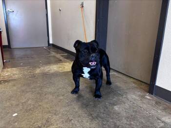 APOLLO - ADOPTION PENDING -  Pit Bull Terrier and French Bulldog Dog for Adoption in Ontario, California - APOLLO - ADOPTION PENDING | PetCurious