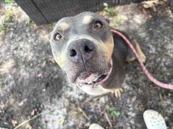 Lauren -  American Bulldog Dog for Adoption in Lakeland, Florida - Lauren | PetCurious