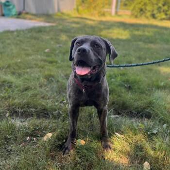 Mabel -  Cane Corso Dog for Adoption in Muskegon, Michigan - Mabel | PetCurious