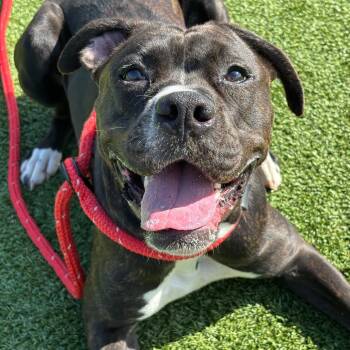 Boxer Dogs Available for Adoption in Chattanooga, Tennessee - Audacity | PetCurious