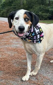 Thea -  Mixed Breed Dog for Adoption in Sumter, South Carolina - Thea | PetCurious