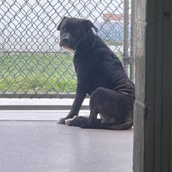 Pookie -  Mixed Breed Dog for Adoption in Newark, New Jersey - Pookie | PetCurious