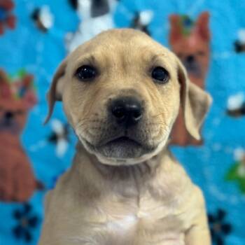 Pit Bull Terrier Dogs Available for Adoption - Jolene | PetCurious