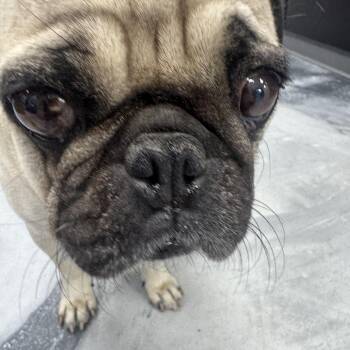 Coco -  Pug Dog for Adoption in Marina Del Rey, California - Coco | PetCurious