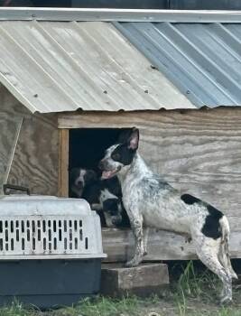 Lucky -  Australian Cattle Dog Blue Heeler Dog for Adoption in Montgomery, Texas - Lucky | PetCurious