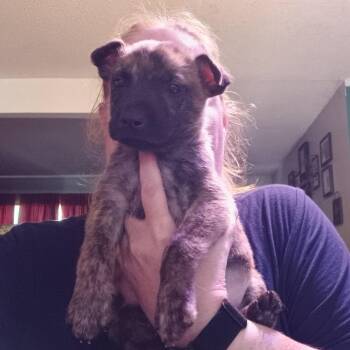 Dad Bod Spidey D12064 -  Dutch Shepherd and Belgian Shepherd Malinois Dog for Adoption - Dad Bod Spidey D12064 | PetCurious