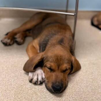 Buster -  Hound and Shepherd Dog for Adoption in Albany, New York - Buster | PetCurious