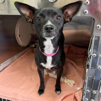 Coco -  Chihuahua and Mixed Breed Dog for Adoption in New York, New York - Coco | PetCurious